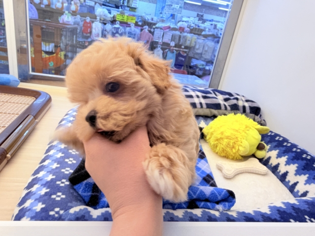 甘々BOY💗僕の愛受け取る準備できてる?トイプードル✖️マルチーズのハーフ犬の男のコきました〜💫 マルプー