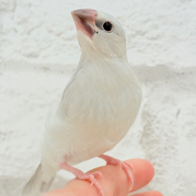 【最新画像更新🪄】色合いの変化が楽しみすぎる♬*°シルバー文鳥 ヒナ