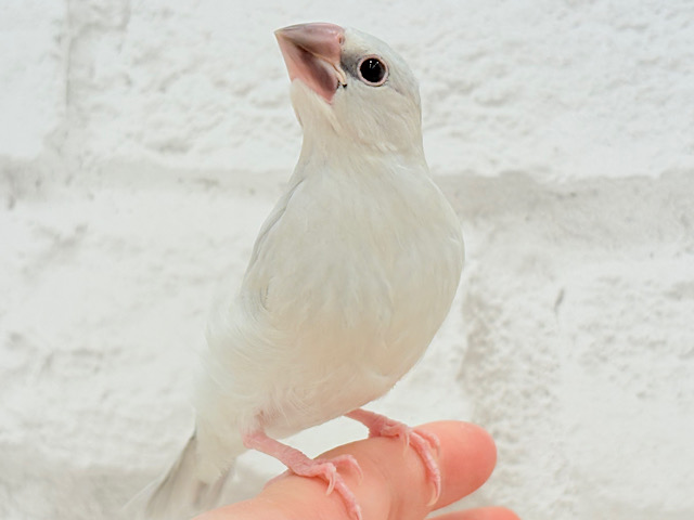 【最新画像更新🪄】色合いの変化が楽しみすぎる♬*°シルバー文鳥 ヒナ