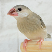 【最新画像・動画更新🪄】表情豊かなヒナヒナちゃん♡桜文鳥 ヒナ