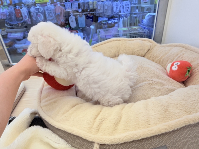 ビションフリーゼ