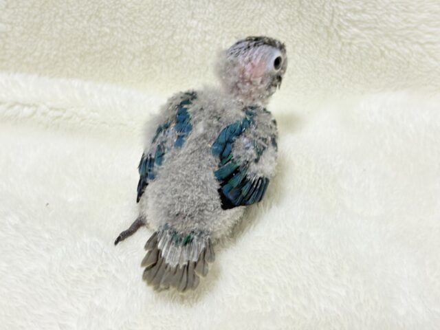 ホオミドリウロコインコ