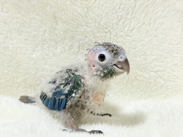ホオミドリウロコインコ