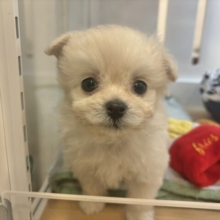 甘え鳴き注意報発令❤️‍🔥チワプーくん！