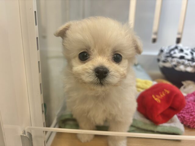 甘え鳴き注意報発令❤️‍🔥チワプーくん！