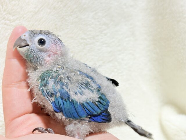 ホオミドリウロコインコ