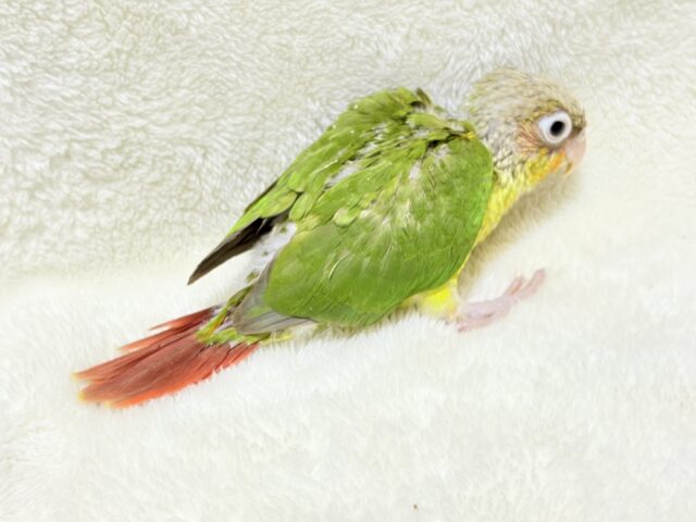 南国育ちのフレッシュ果実🐣🍍💖ウロコインコ(パイナップル) ヒナ ホオミドリウロコインコ