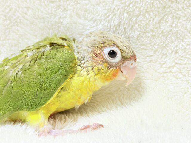 南国育ちのフレッシュ果実🐣🍍💖ウロコインコ(パイナップル) ヒナ ホオミドリウロコインコ