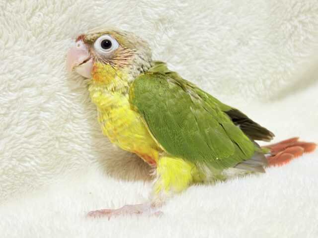 南国育ちのフレッシュ果実🐣🍍💖ウロコインコ(パイナップル) ヒナ ホオミドリウロコインコ