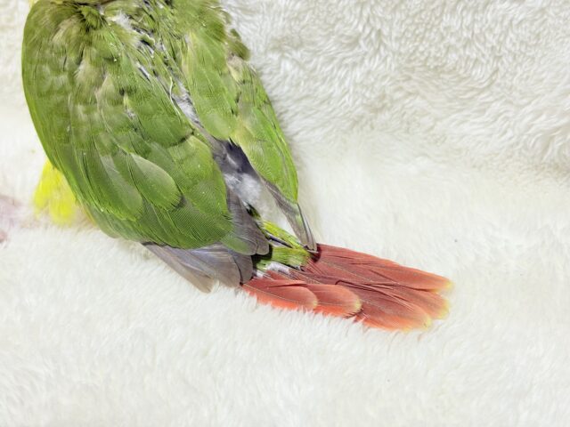 ホオミドリウロコインコ