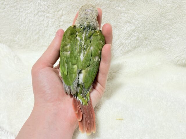 ホオミドリウロコインコ