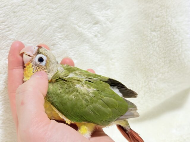 ホオミドリウロコインコ