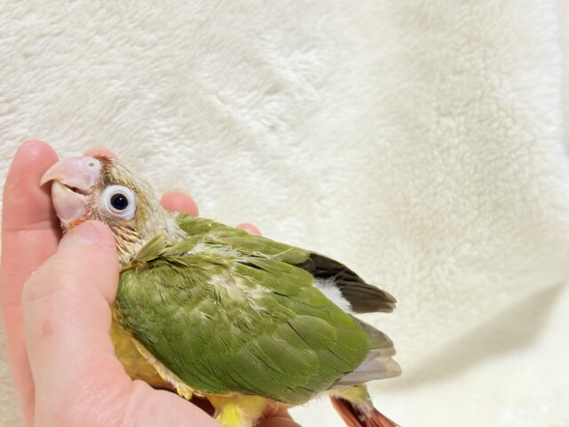 南国育ちのフレッシュ果実🐣🍍💖ウロコインコ(パイナップル) ヒナ ホオミドリウロコインコ