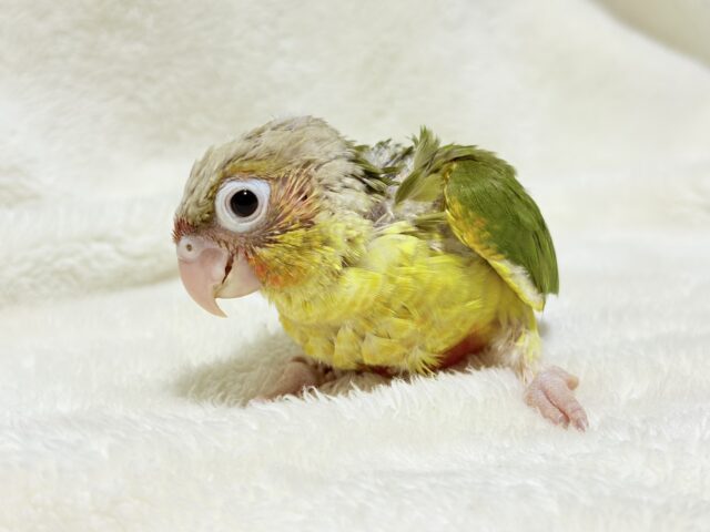 南国育ちのフレッシュ果実🐣🍍💖ウロコインコ(パイナップル) ヒナ ホオミドリウロコインコ