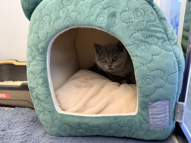 あたちの誘惑に勝てるかなぁ💓たくさん甘えちゃうのぉ〜❤️人大好きなブリティッシュショートヘアの女のコきました✨️ ブリティッシュショートヘア