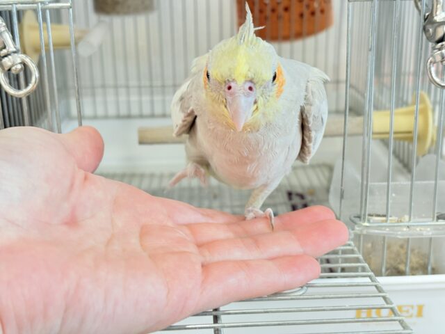 【動画更新🪄】甘々🐣💖癒し系シナモンちゃん🫧オカメインコ(シナモン) オカメインコ