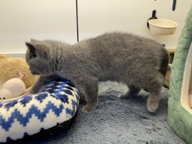 ブリティッシュショートヘア