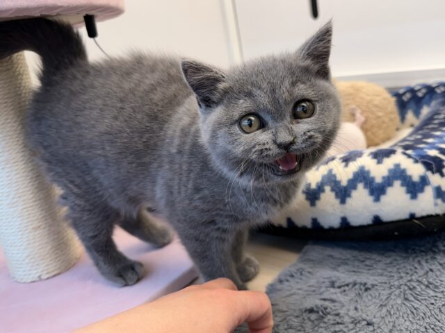 あたちの誘惑に勝てるかなぁ💓たくさん甘えちゃうのぉ〜❤️人大好きなブリティッシュショートヘアの女のコきました✨️ ブリティッシュショートヘア