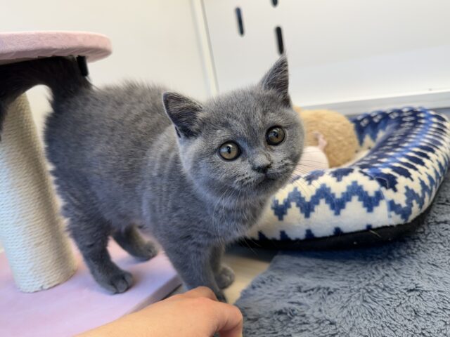 ブリティッシュショートヘア