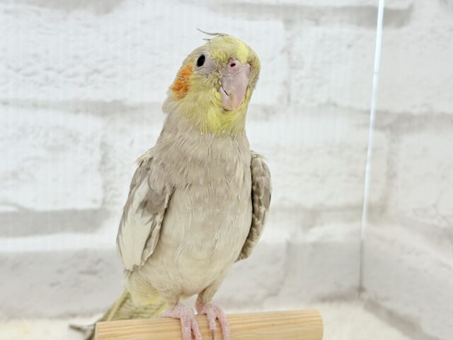 【動画更新🪄】甘々🐣💖癒し系シナモンちゃん🫧オカメインコ(シナモン) オカメインコ