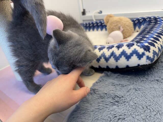 あたちの誘惑に勝てるかなぁ💓たくさん甘えちゃうのぉ〜❤️人大好きなブリティッシュショートヘアの女のコきました✨️ ブリティッシュショートヘア