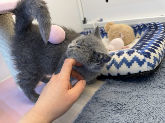 あたちの誘惑に勝てるかなぁ💓たくさん甘えちゃうのぉ〜❤️人大好きなブリティッシュショートヘアの女のコきました✨️ ブリティッシュショートヘア