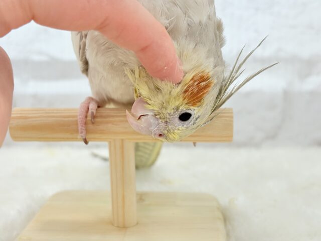 【動画更新🪄】甘々🐣💖癒し系シナモンちゃん🫧オカメインコ(シナモン) オカメインコ