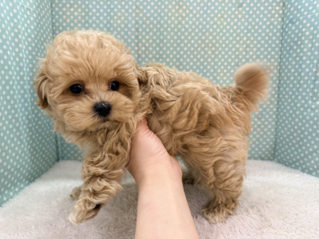 甘々BOY💗僕の愛受け取る準備できてる?トイプードル✖️マルチーズのハーフ犬の男のコきました〜💫 マルプー