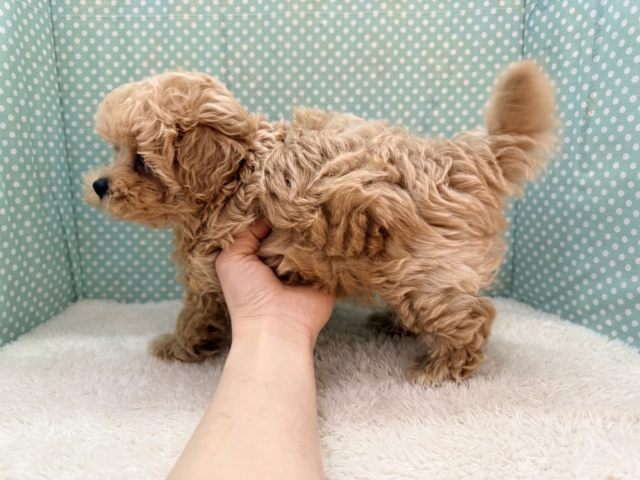 甘々BOY💗僕の愛受け取る準備できてる?トイプードル✖️マルチーズのハーフ犬の男のコきました〜💫 マルプー