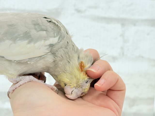 【動画更新🪄】甘々🐣💖癒し系シナモンちゃん🫧オカメインコ(シナモン) オカメインコ