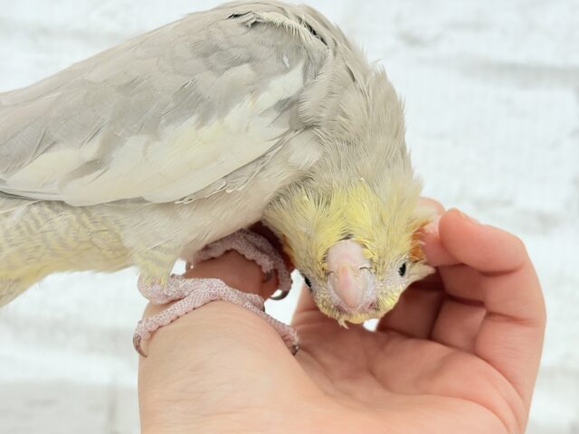【動画更新🪄】甘々🐣💖癒し系シナモンちゃん🫧オカメインコ(シナモン) オカメインコ