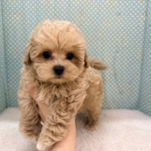 甘々BOY💗僕の愛受け取る準備できてる？トイプードル×マルチーズのハーフ犬の男のコきました〜💫