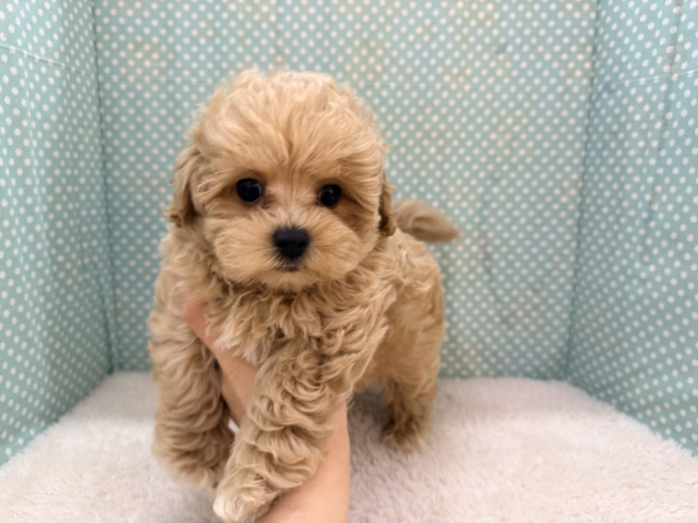 甘々BOY💗僕の愛受け取る準備できてる?トイプードル✖️マルチーズのハーフ犬の男のコきました〜💫 マルプー