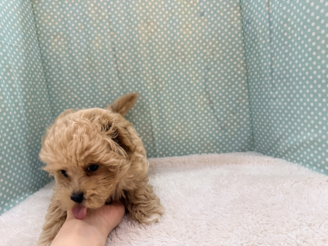 甘々BOY💗僕の愛受け取る準備できてる?トイプードル✖️マルチーズのハーフ犬の男のコきました〜💫 マルプー