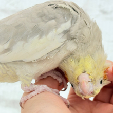 甘々🐣💖癒し系シナモンちゃん🫧オカメインコ(シナモン)