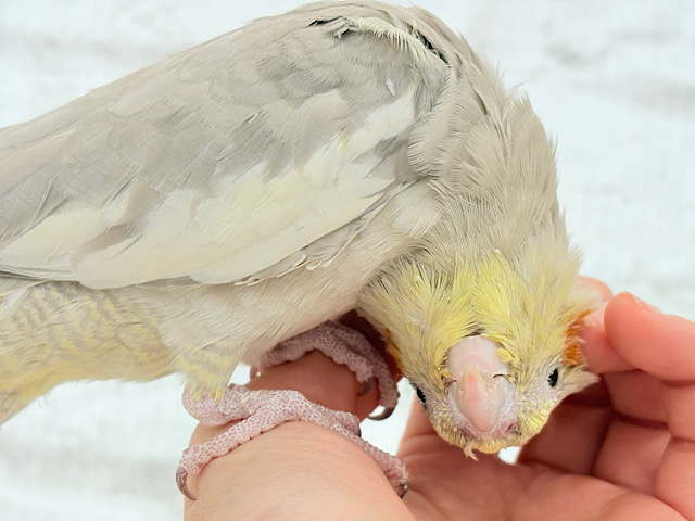 【動画更新🪄】甘々🐣💖癒し系シナモンちゃん🫧オカメインコ(シナモン) 【動画更新🪄】甘々🐣💖癒し系シナモンちゃん🫧オカメインコ(シナモン)