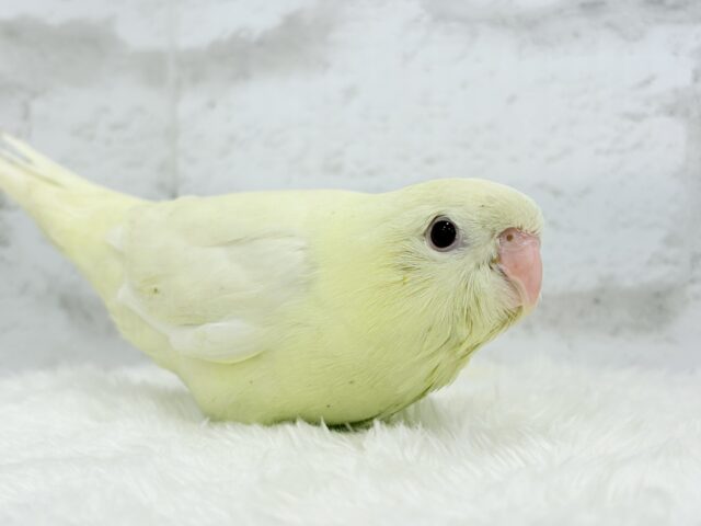 ピーポポ星から舞い降りた🐣💫サザナミインコ(クリーム) ヒナ
