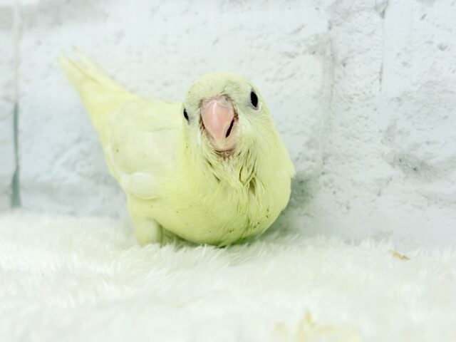 サザナミインコ