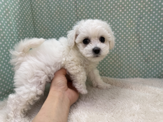 ビションフリーゼ