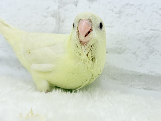 サザナミインコ