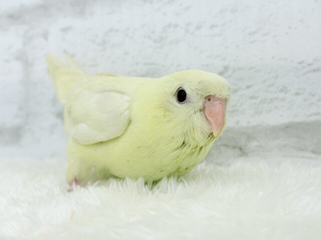 サザナミインコ