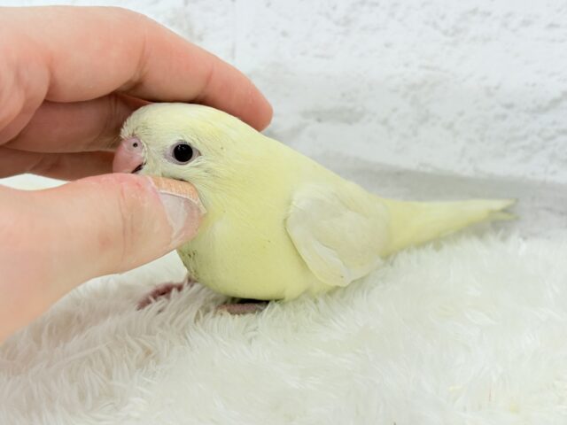 サザナミインコ