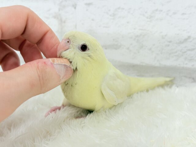 サザナミインコ