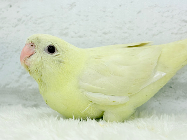 ピーポポ星から舞い降りた🐣💫サザナミインコ(クリーム) ヒナ