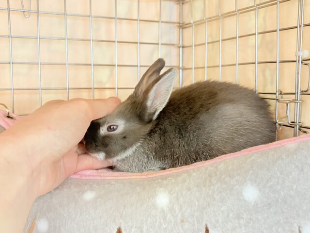 ネザーランドドワーフ