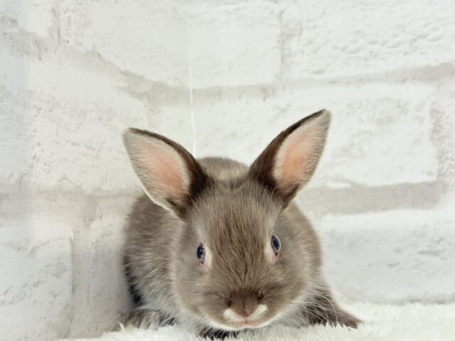 ネザーランドドワーフ