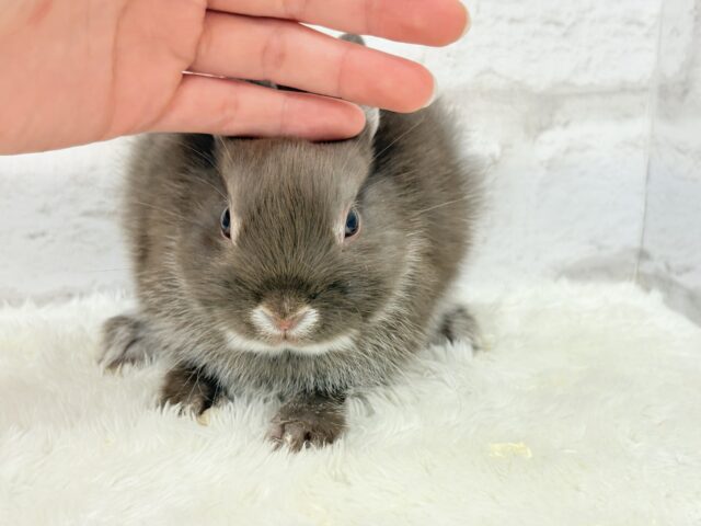 ネザーランドドワーフ