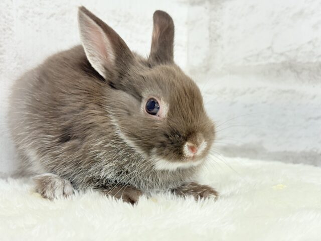 ネザーランドドワーフ