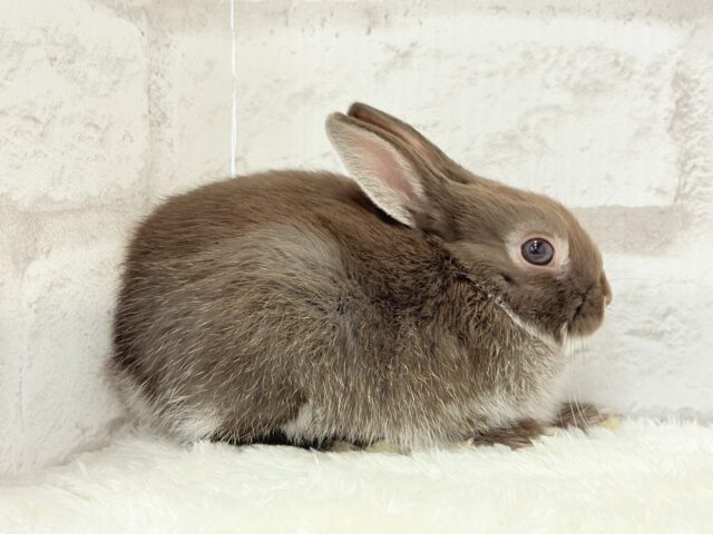 ネザーランドドワーフ