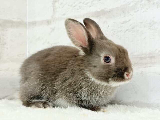 ネザーランドドワーフ